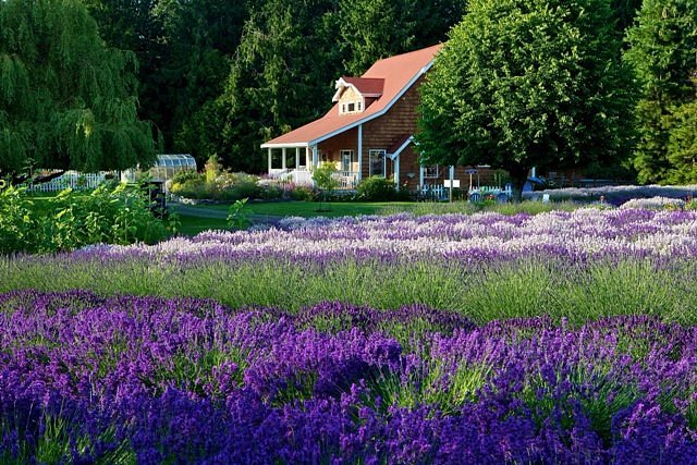 Lavender Fields Purple Haze