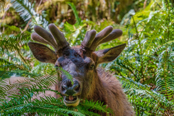 Olympic National Hoh Rainforest-Roosevelt Elk