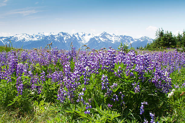 Lavender and the Olympic Mountains.